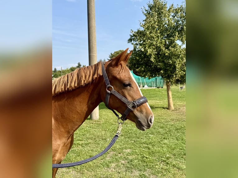 German Sport Horse Mare 1 year 13 hh Chestnut-Red in Mockrehna
