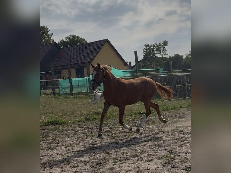 German Sport Horse Mare 1 year 13 hh Chestnut-Red in Mockrehna