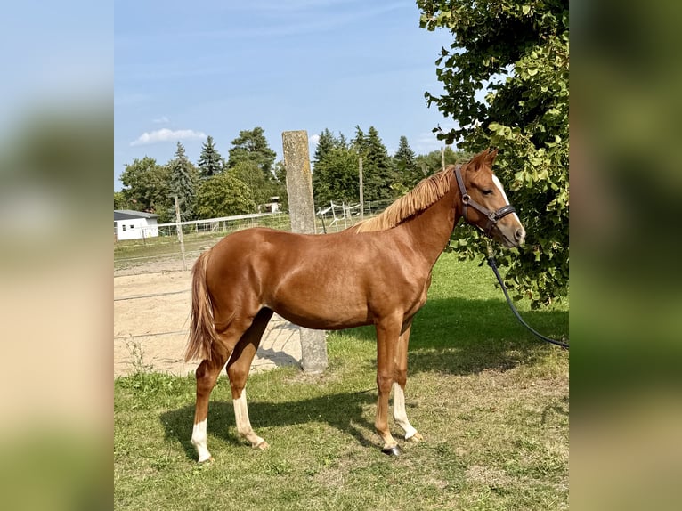 German Sport Horse Mare 1 year 13 hh Chestnut-Red in Mockrehna