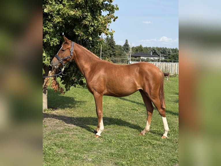 German Sport Horse Mare 1 year 13 hh Chestnut-Red in Mockrehna