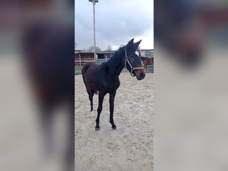 German Sport Horse Mare 1 year 14,2 hh Bay-Dark in Lauterbach