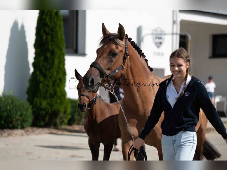 German Sport Horse Mare 1 year 14,2 hh Red Dun in Lębork