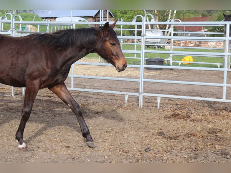 German Sport Horse Mare 1 year 15,2 hh Brown in Dahme/Mark