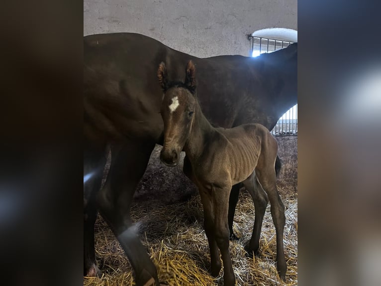 German Sport Horse Mare 1 year 15,1 hh Bay-Dark in G&#xF6;rlitz