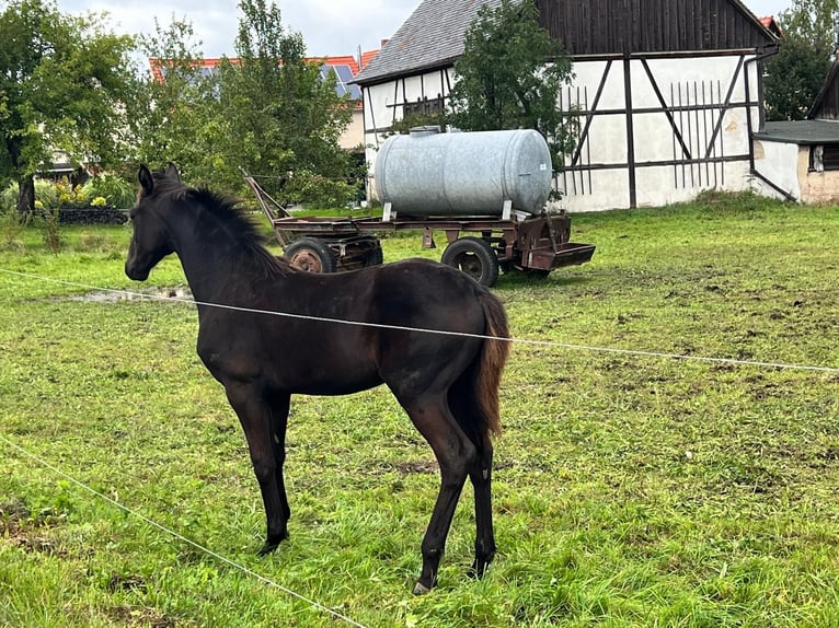 German Sport Horse Mare 1 year 15,1 hh Bay-Dark in G&#xF6;rlitz