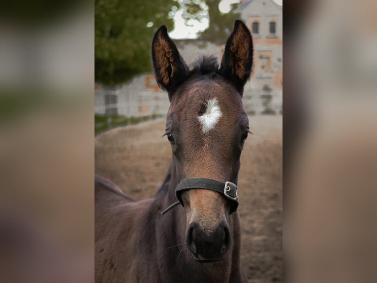 German Sport Horse Mare 1 year 15,1 hh Bay-Dark in G&#xF6;rlitz