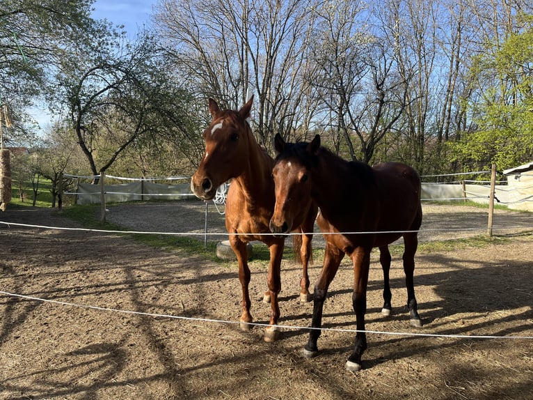 German Sport Horse Mix Mare 1 year 15,2 hh Brown in Erkenbrechtsweiler