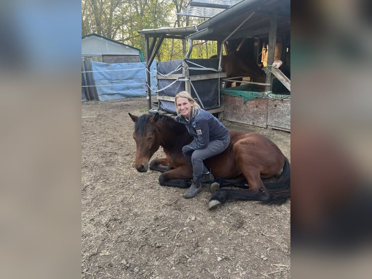 German Sport Horse Mix Mare 1 year 15,2 hh Brown in Erkenbrechtsweiler
