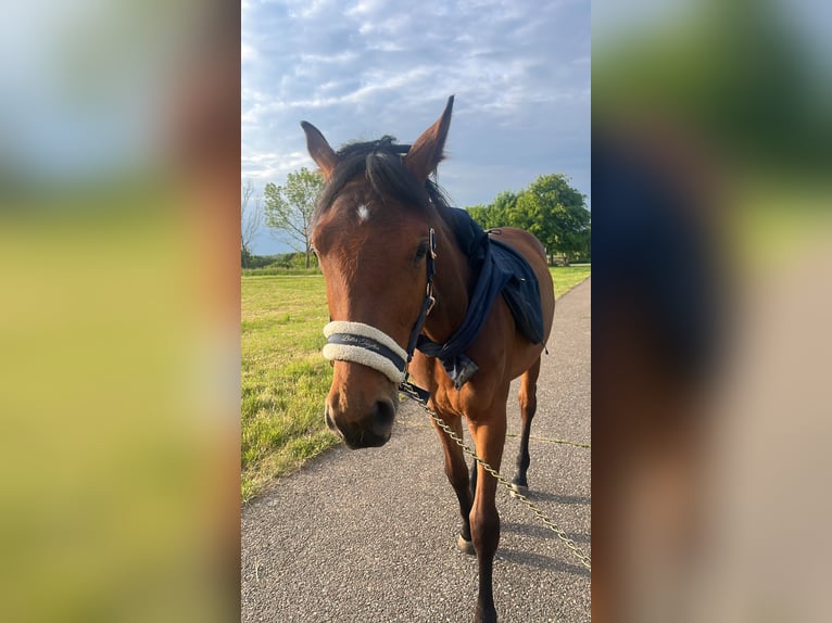 German Sport Horse Mix Mare 1 year 15,2 hh Brown in Erkenbrechtsweiler