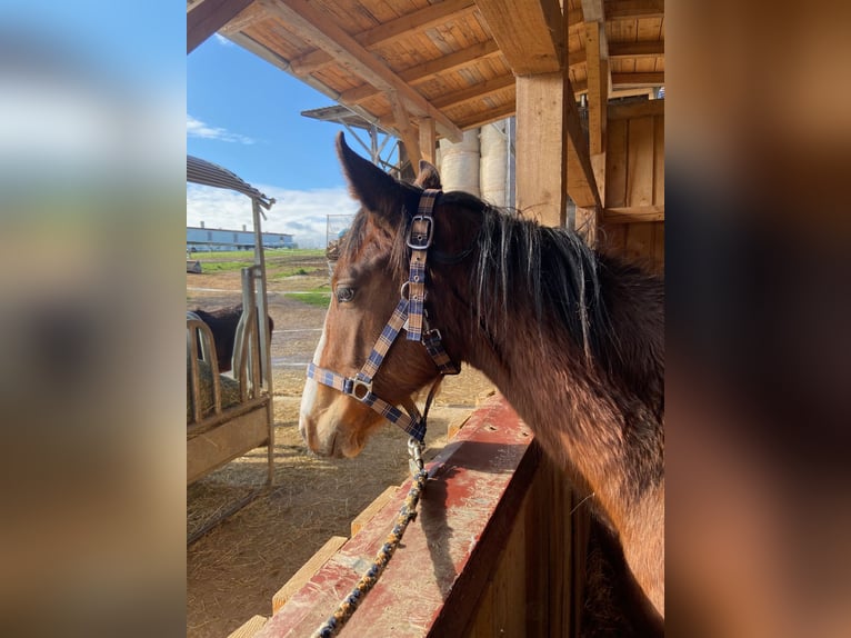 German Sport Horse Mare 1 year 16,1 hh Brown in Kirchroth