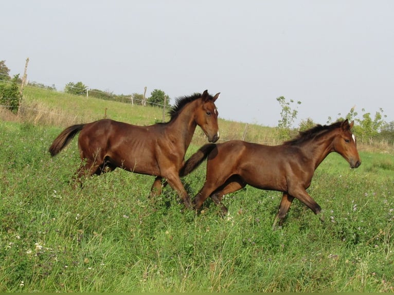 German Sport Horse Mare 1 year 16,1 hh Brown in Querfurt