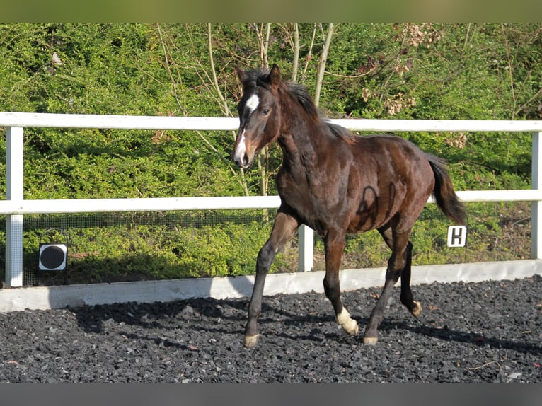 German Sport Horse Mare 1 year 16,2 hh Bay-Dark in Neckargemünd