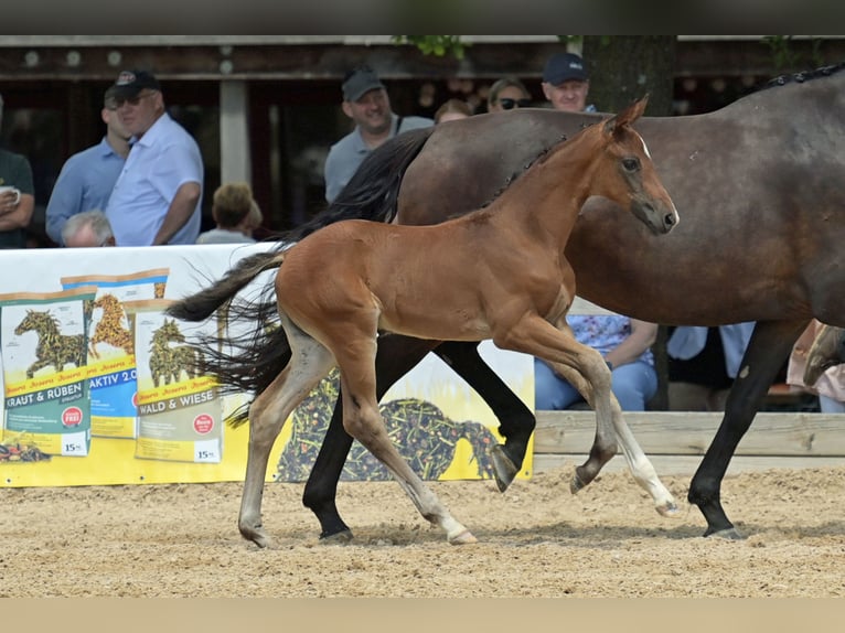 German Sport Horse Mare 1 year 16,2 hh Bay-Dark in Neckargemünd