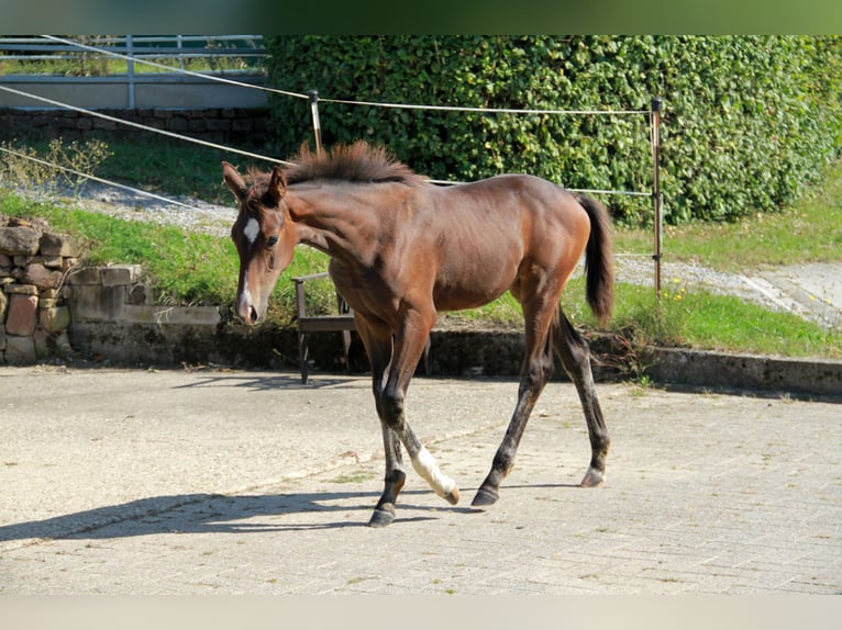 German Sport Horse Mare 1 year 16,2 hh Bay-Dark in Neckargemünd