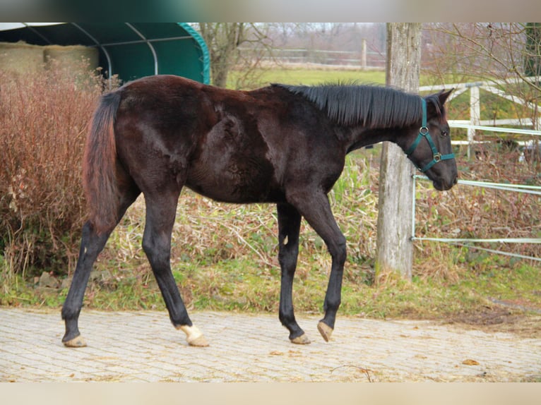 German Sport Horse Mare 1 year 16.2 hh Black in Neckargemünd