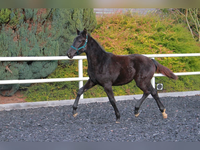 German Sport Horse Mare 1 year 16.2 hh Black in Neckargemünd