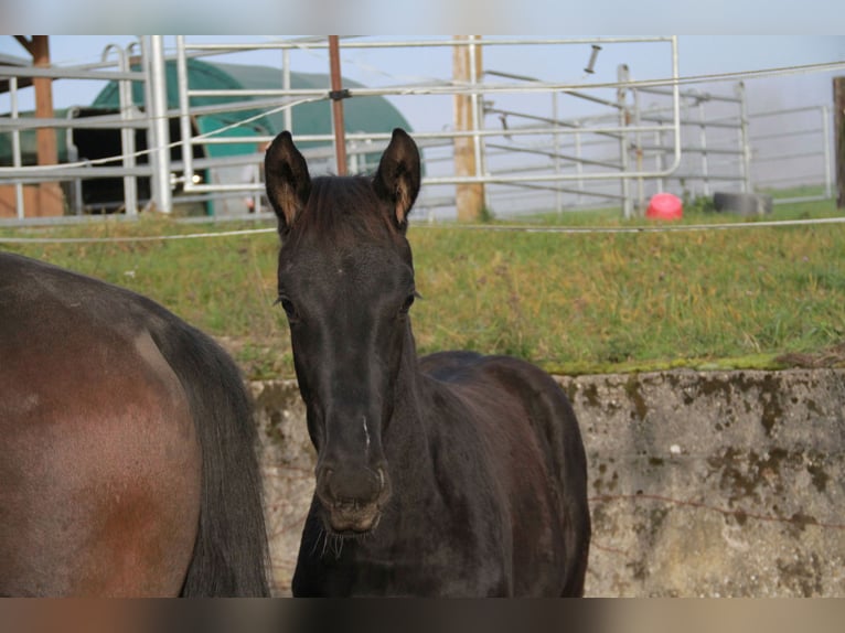 German Sport Horse Mare 1 year 16.2 hh Black in Neckargemünd