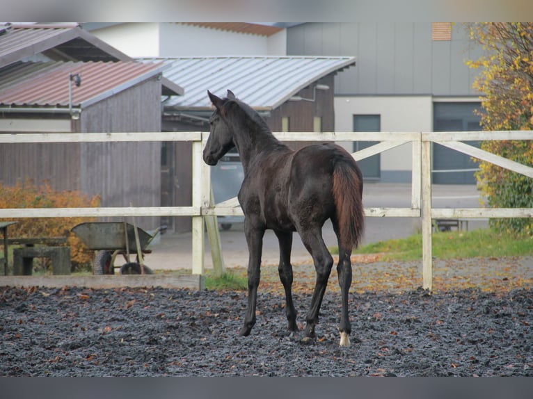 German Sport Horse Mare 1 year 16.2 hh Black in Neckargemünd