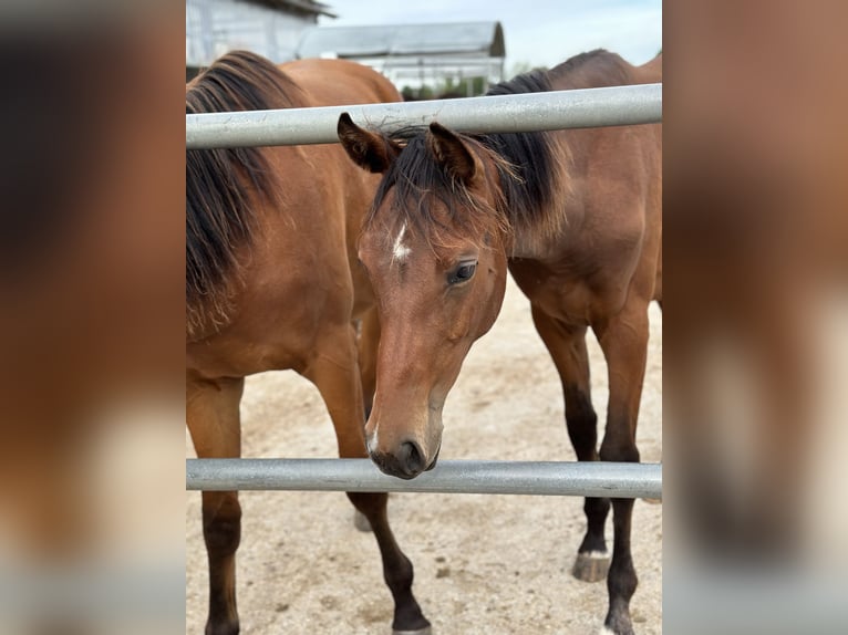 German Sport Horse Mare 1 year 16,2 hh Brown in MarktoberdorfMarktoberdorf