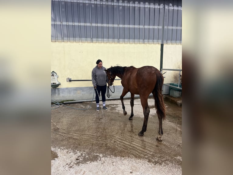 German Sport Horse Mare 1 year 16,2 hh Brown in MarktoberdorfMarktoberdorf