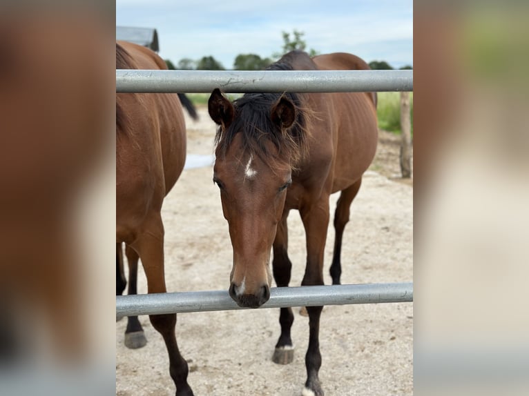 German Sport Horse Mare 1 year 16,2 hh Brown in MarktoberdorfMarktoberdorf