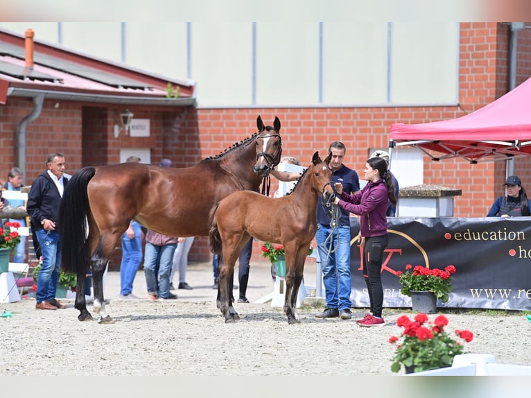 German Sport Horse Mare 1 year 16,2 hh Brown in Verl