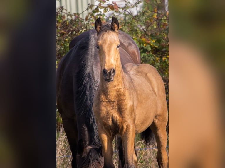 German Sport Horse Mare 1 year 16.2 hh Buckskin in Dessau-Roßlau