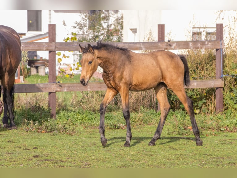 German Sport Horse Mare 1 year 16.2 hh Buckskin in Dessau-Roßlau