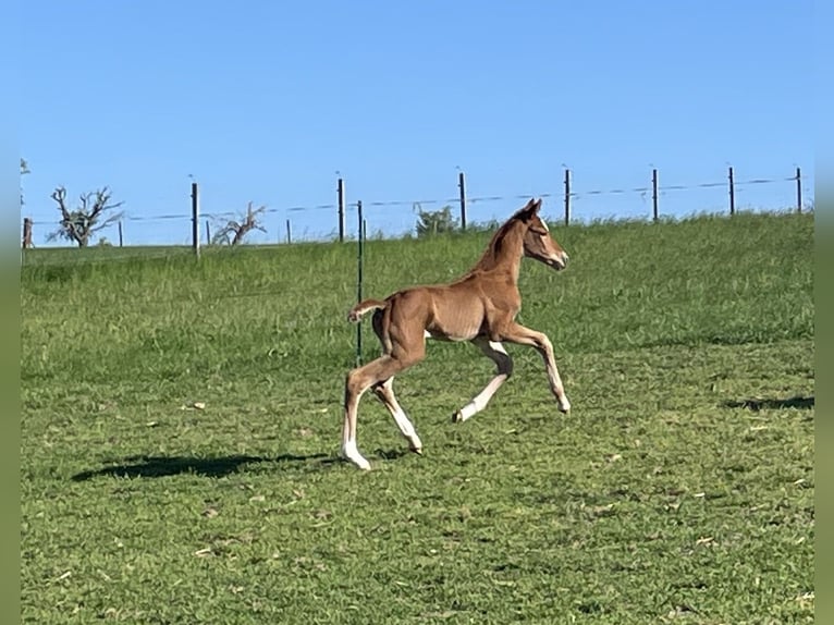 German Sport Horse Mare 1 year 16,2 hh Chestnut in Dornburg-Camburg