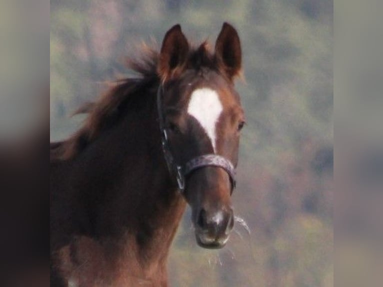 German Sport Horse Mare 1 year 16,2 hh Chestnut in Dornburg-Camburg