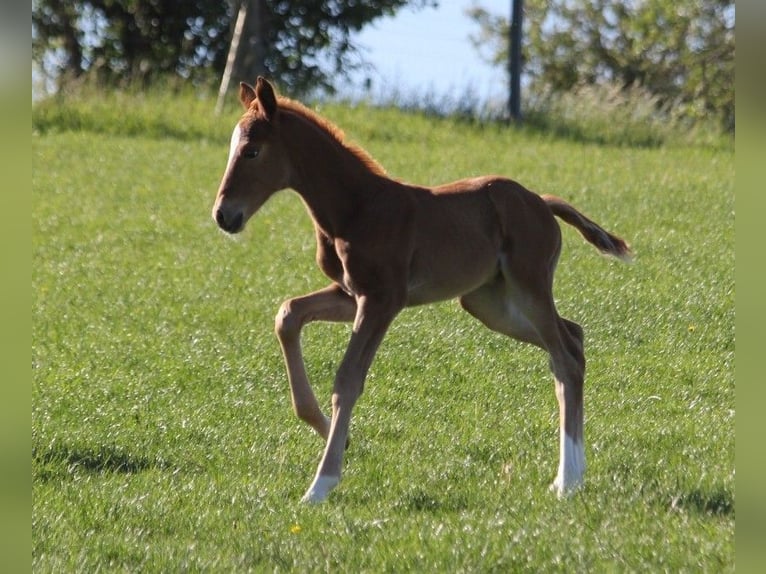 German Sport Horse Mare 1 year 16,2 hh Chestnut in Dornburg-Camburg