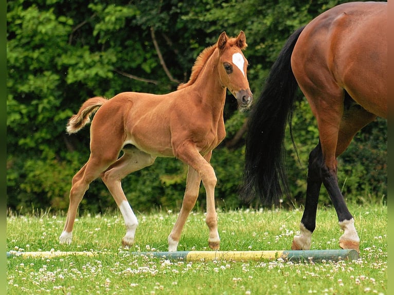 German Sport Horse Mare 1 year 16,2 hh Chestnut in Dornburg-Camburg