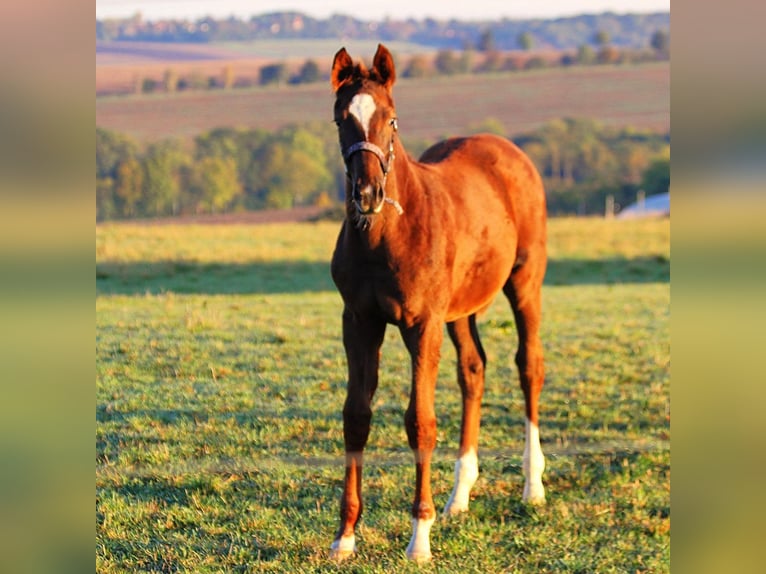 German Sport Horse Mare 1 year 16,2 hh Chestnut in Dornburg-Camburg