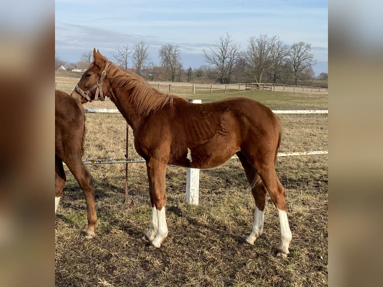 German Sport Horse Mare 1 year 16.2 hh Chestnut-Red in Herzberg