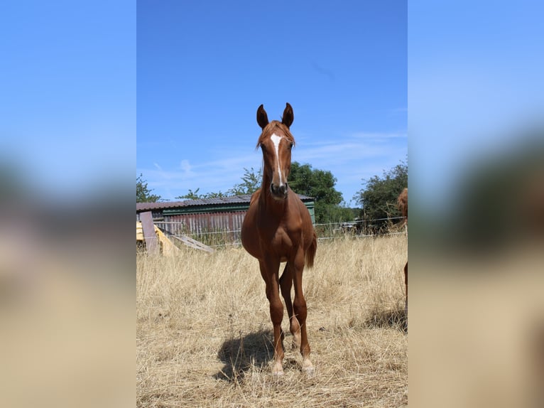 German Sport Horse Mare 1 year 16.2 hh Chestnut-Red in Ulrichstein