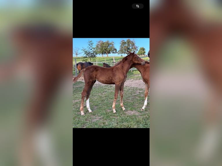 German Sport Horse Mare 1 year 16.2 hh Chestnut-Red in Gunzwil