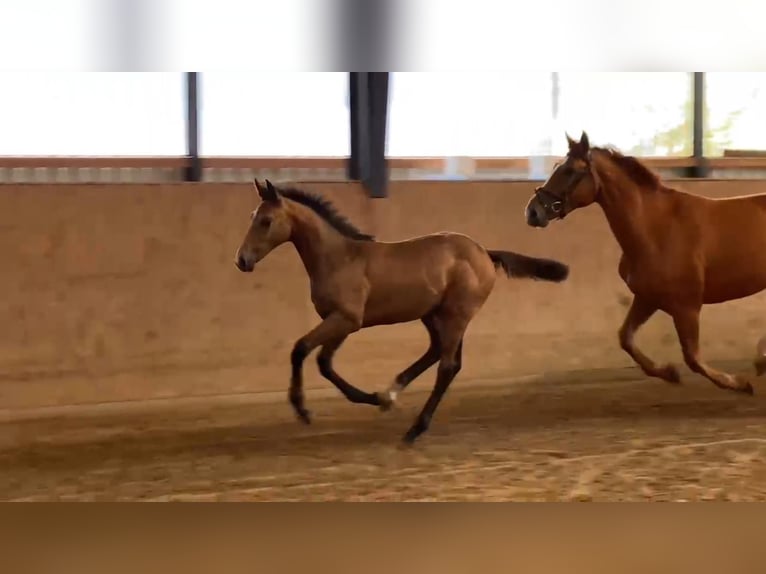 German Sport Horse Mare 1 year 16,2 hh Gray in Gadow