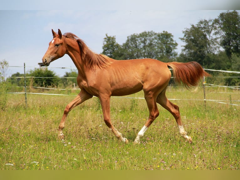 German Sport Horse Mare 1 year 16,3 hh Chestnut in Neckargemünd