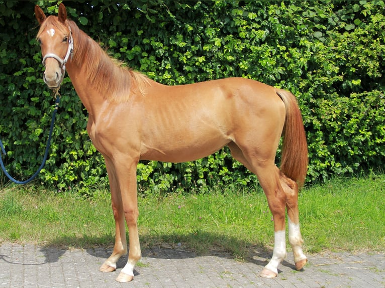 German Sport Horse Mare 1 year 16,3 hh Chestnut in Neckargemünd