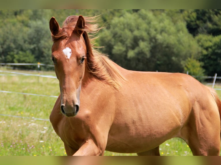 German Sport Horse Mare 1 year 16,3 hh Chestnut in Neckargemünd