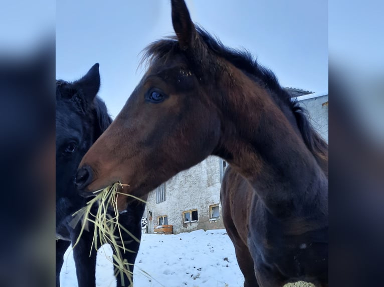 German Sport Horse Mare 1 year 16 hh Bay-Dark in Misserode