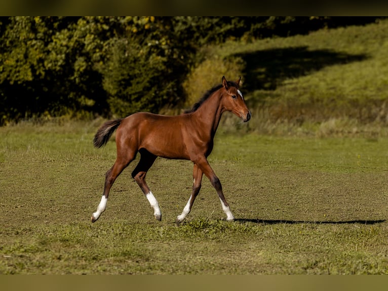 German Sport Horse Mare 1 year 16 hh Brown in Geroldsgrün