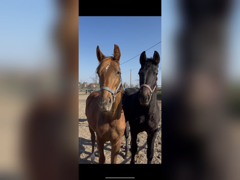 German Sport Horse Mare 1 year 16,1 hh Chestnut-Red in Grimma