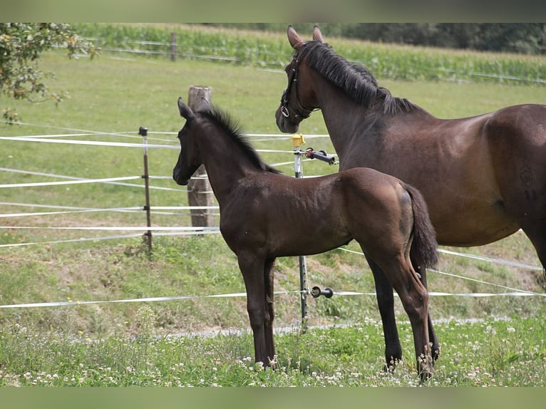 German Sport Horse Mare 1 year 16,2 hh Black in Neckargemünd
