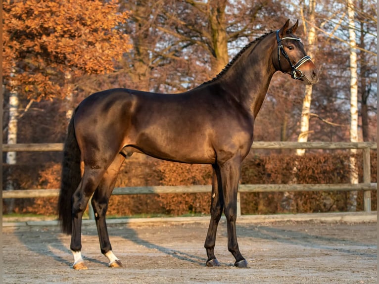 German Sport Horse Mare 1 year 16,2 hh Black in Beilrode
