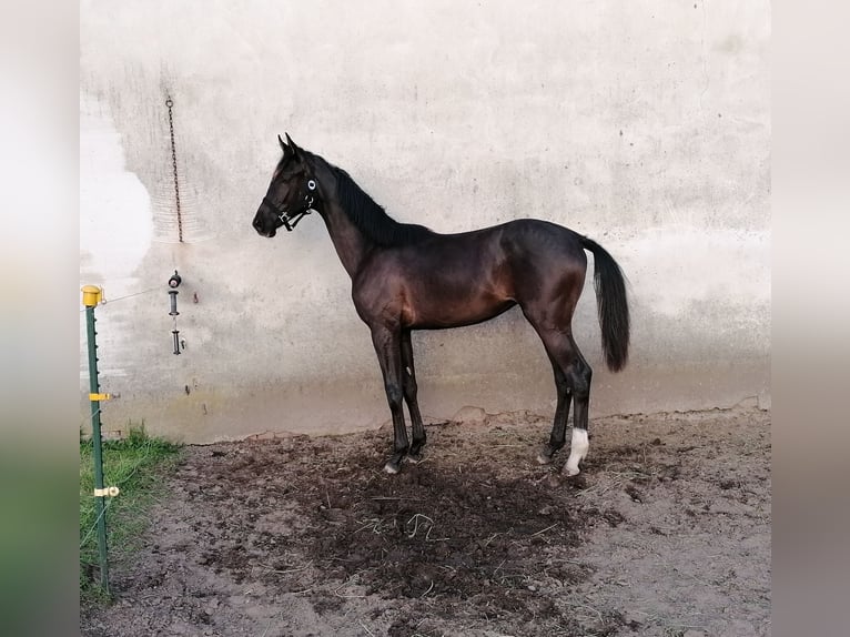 German Sport Horse Mare 1 year 16,2 hh Black in Beilrode