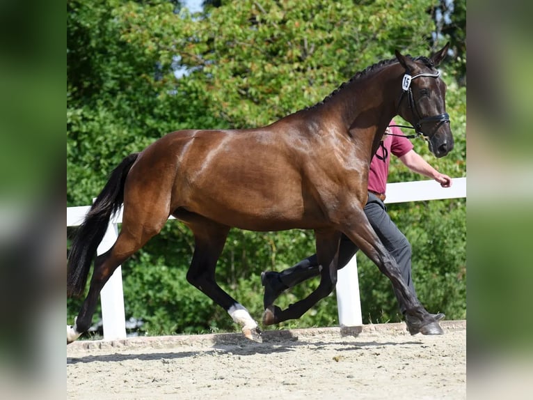 German Sport Horse Mare 1 year 16,2 hh Black in Beilrode