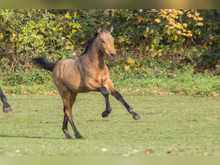German Sport Horse Mare 1 year 16,2 hh Buckskin in Dessau-Roßlau