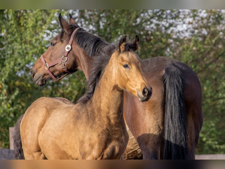 German Sport Horse Mare 1 year 16,2 hh Buckskin in Dessau-Roßlau