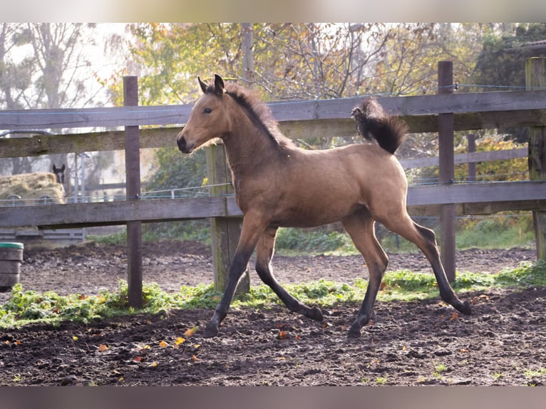 German Sport Horse Mare 1 year 16,2 hh Buckskin in Dessau-Roßlau